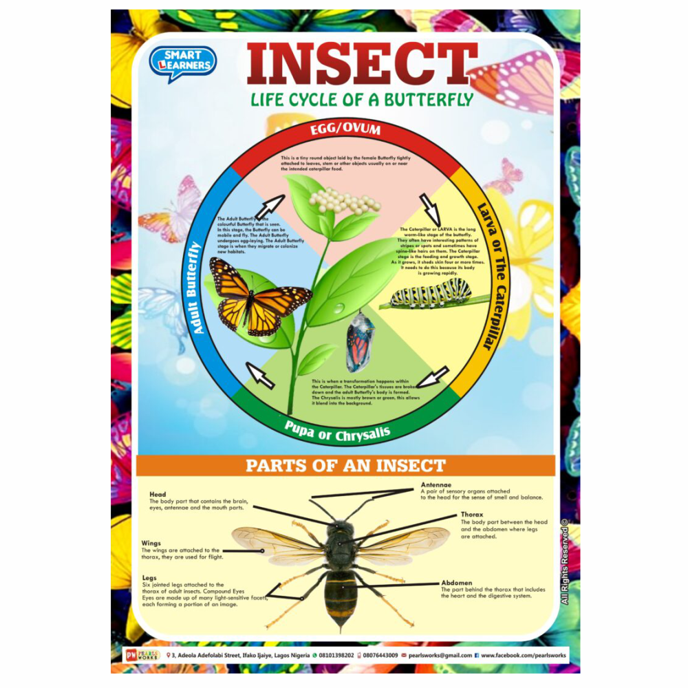 Insects Life Cycle - Pearls Works